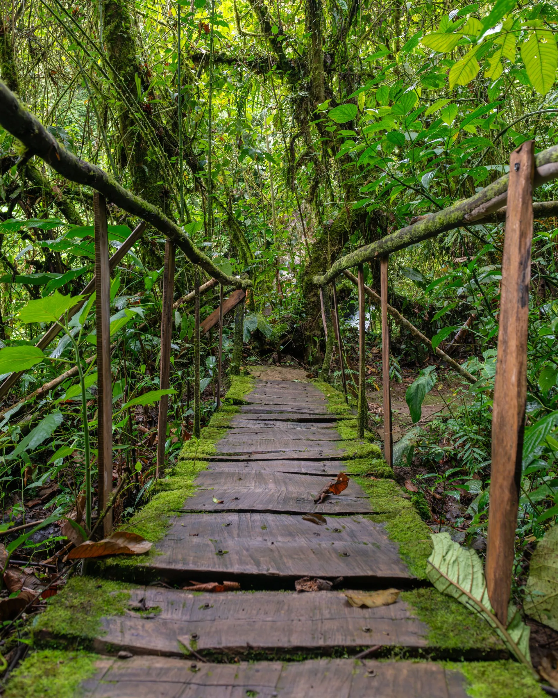 A moss-covered wooden bridge with rustic railings crossing a wet rainforest trail in Costa Rica