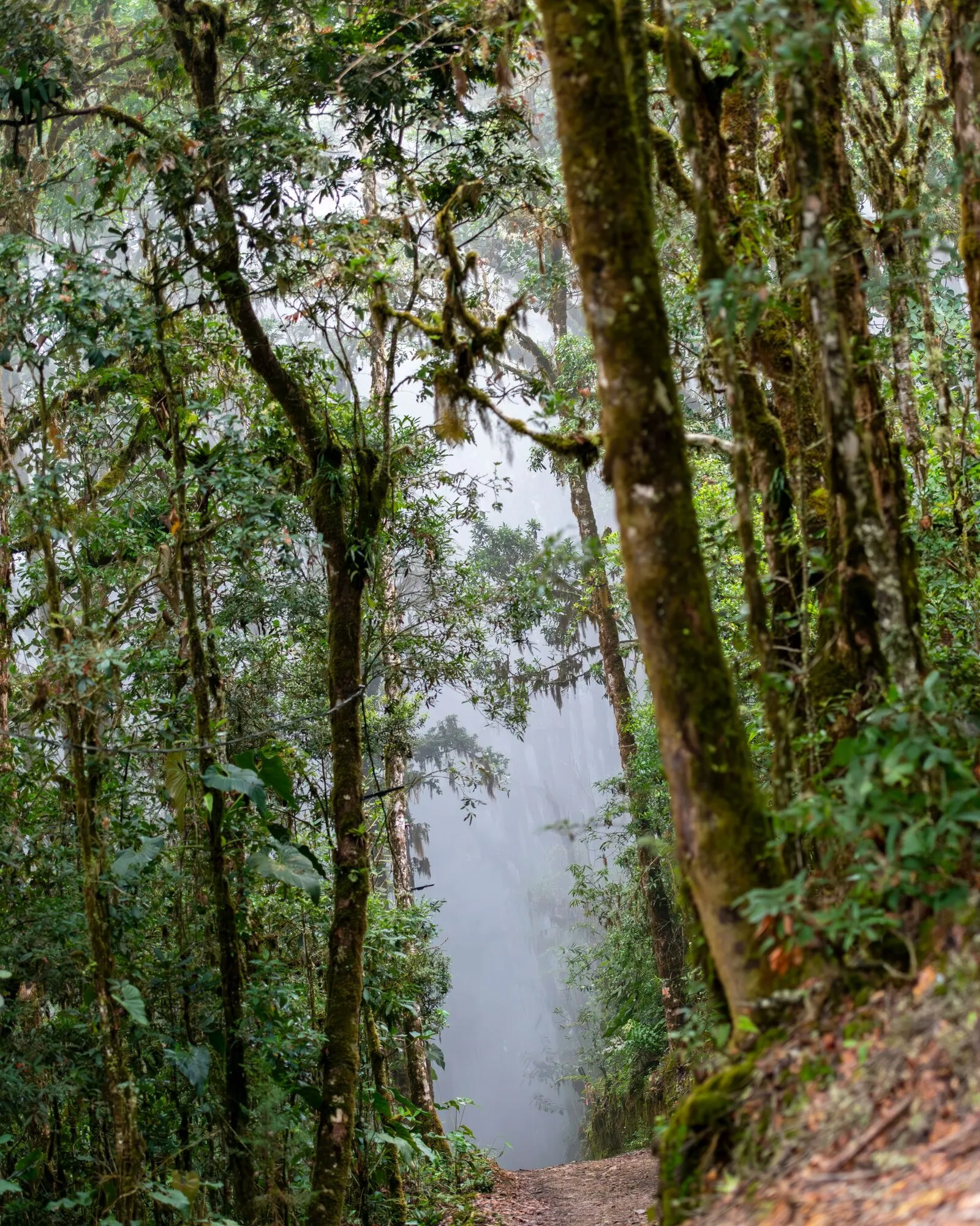 A misty trail winding through mossy trees in a Costa Rica cloud forest