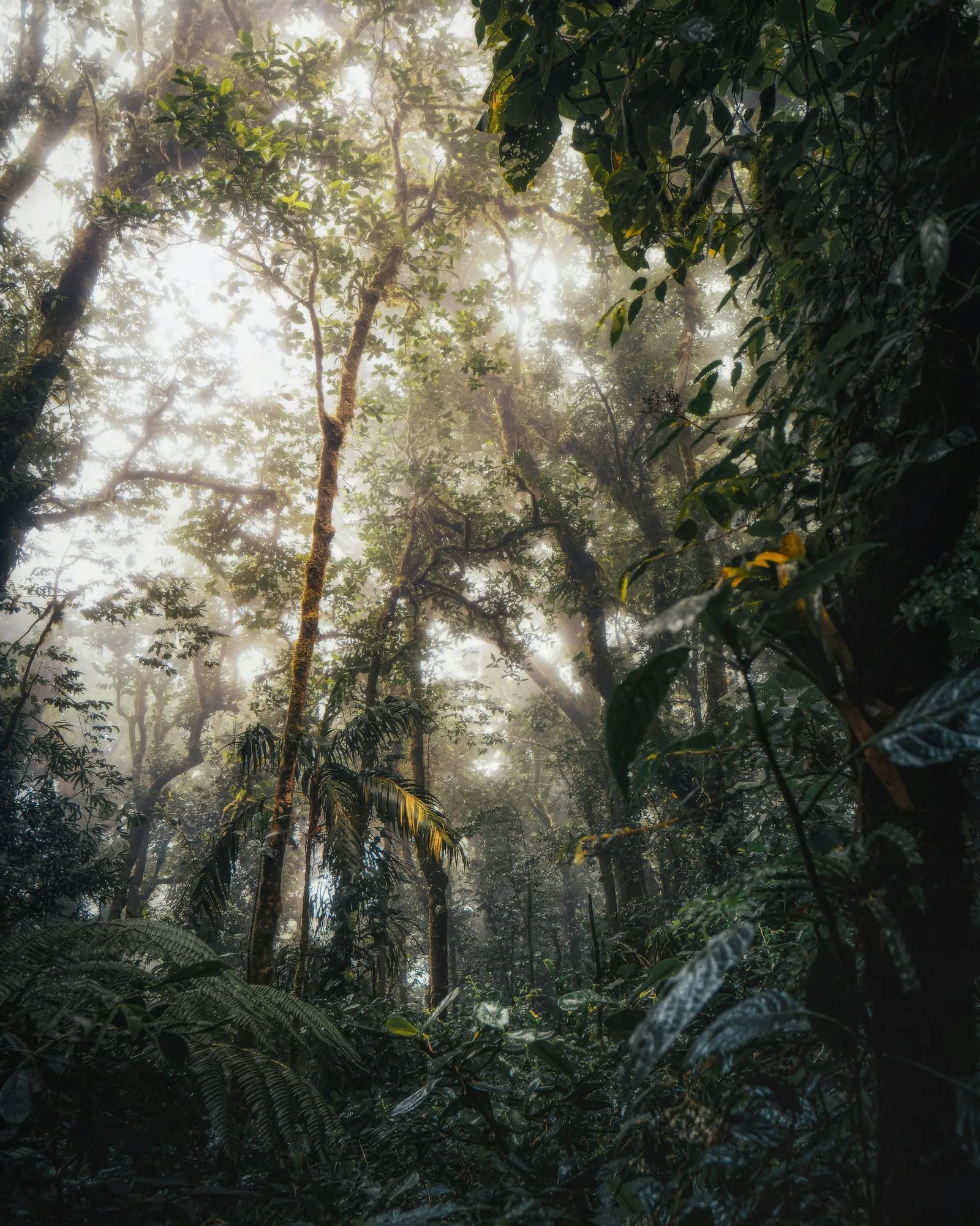 Morning light through the trees in Monteverde's cloud forest