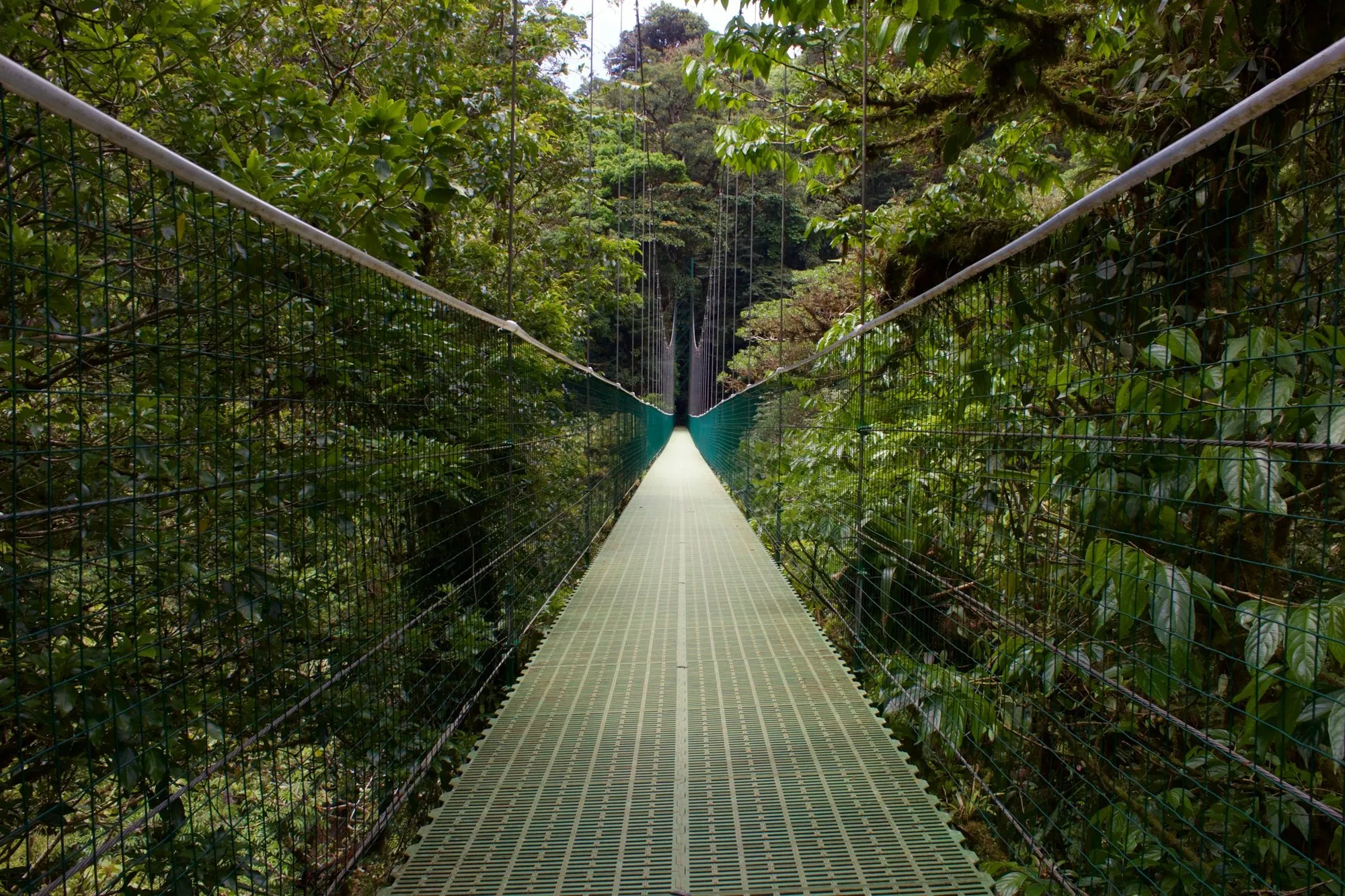 A hanging bridge through the forest canopy at Selvatura Park in Monteverde